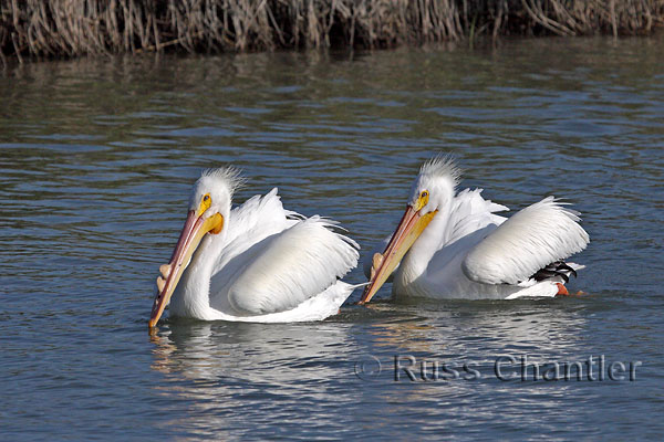 White Pelican &copy; Russ Chantler